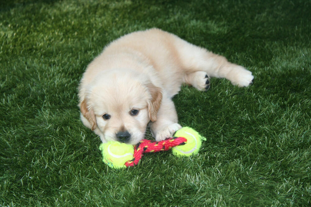 Tucson artificial turf for dogs